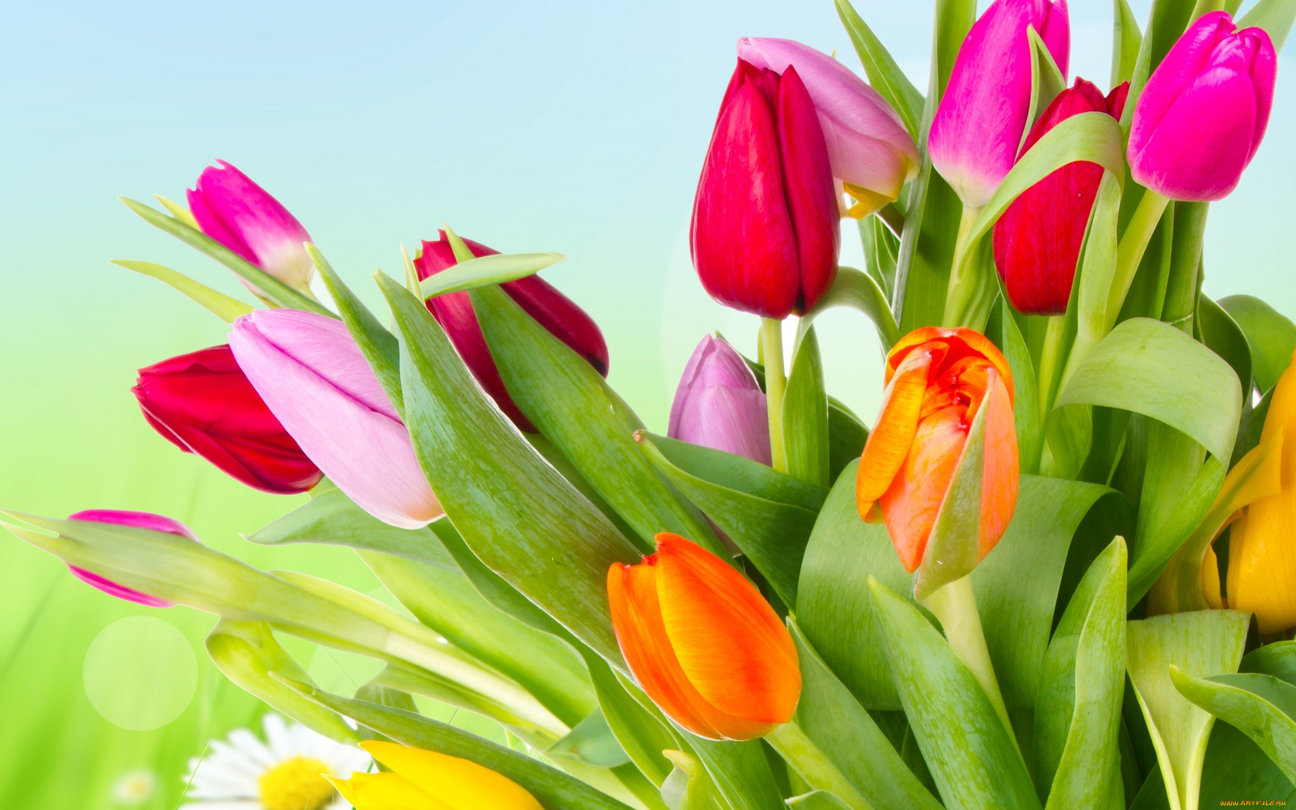 , , orange, yellow, tulips, , , , petals, , , , pink, red, , beauty, flowers, varicoloured, bright